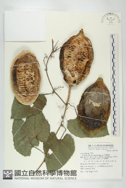 芋葉括樓藏品圖，第1張