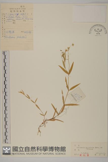 Accession Number:S026321 Collection Image, Figure 1, Total 3 Figures