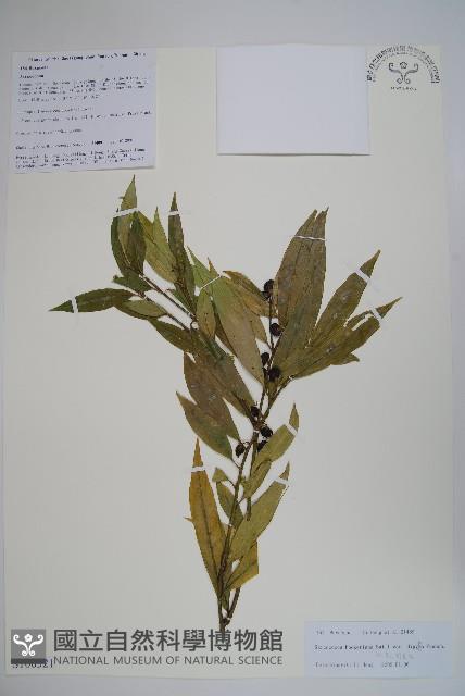 雙蕊野扇花藏品圖，第1張