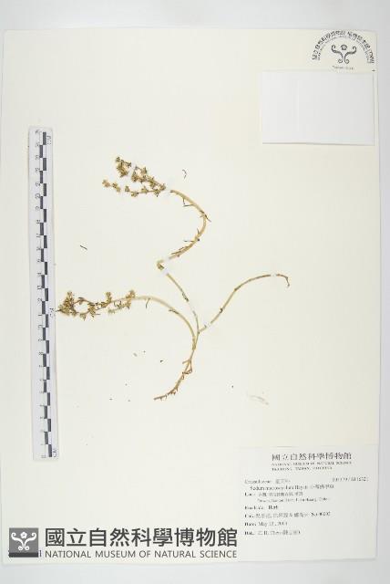 小萼佛甲草藏品圖，第1張