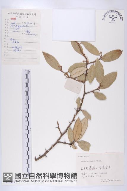 胡頹子藏品圖，第1張