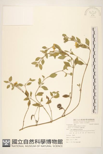 天蓬草舅藏品圖，第1張