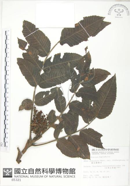 羅氏鹽膚木藏品圖，第1張