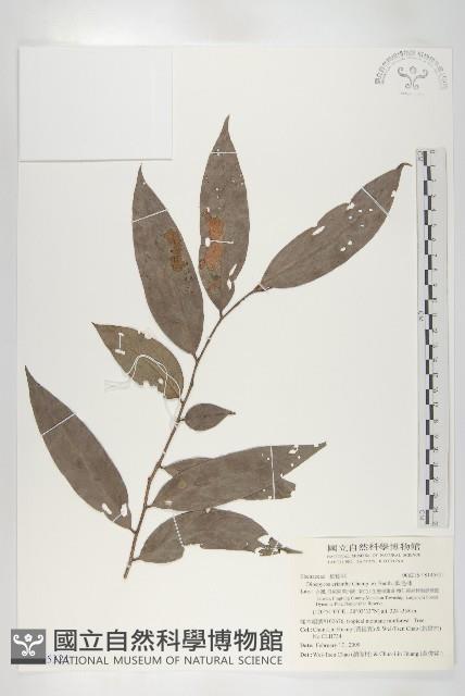 軟毛柿藏品圖，第1張