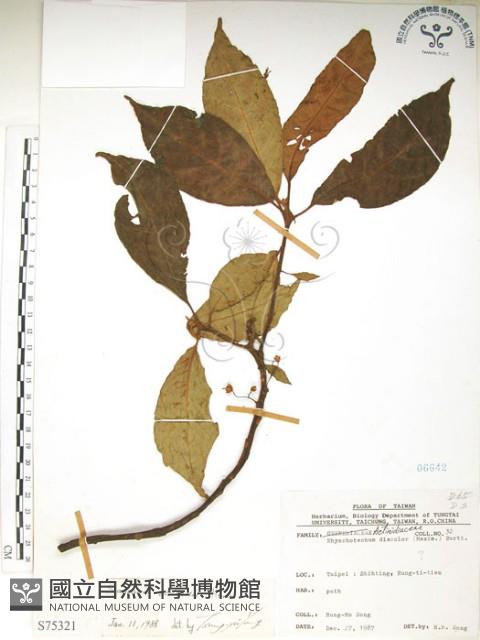 水冬瓜藏品圖，第1張