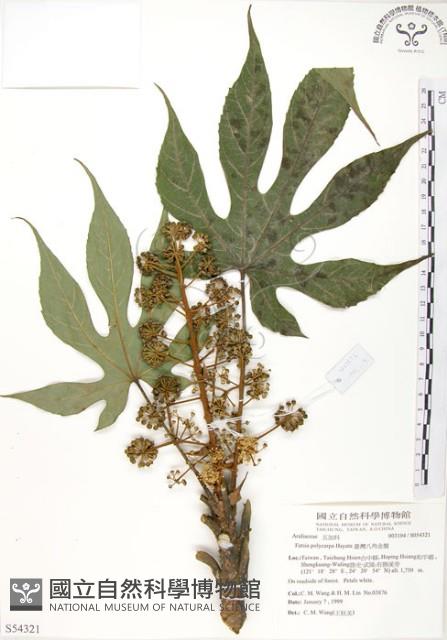 臺灣八角金盤藏品圖，第1張