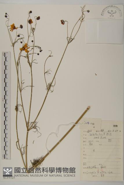 波斯菊、園庭金雞菊藏品圖，第1張
