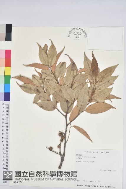 細刺苦櫧、草野錐果藏品圖，第1張