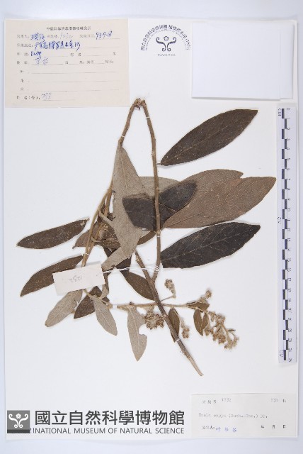 羊耳菊藏品圖，第1張