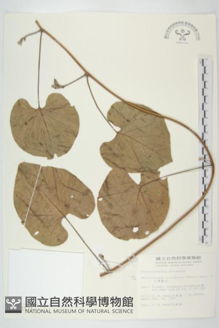 車前草藏品圖，第1張