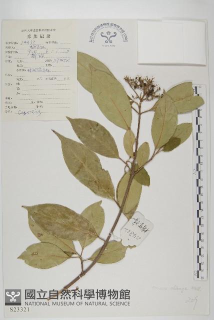 短圓葉棶木藏品圖，第1張