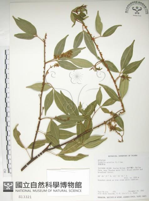 飛龍掌血藏品圖，第1張