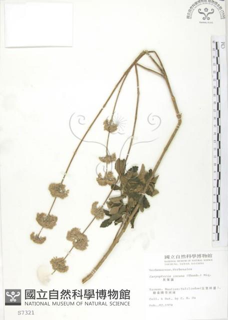 灰葉蕕藏品圖，第1張