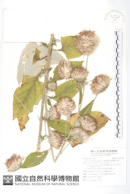 臺灣青木香藏品圖，第1張