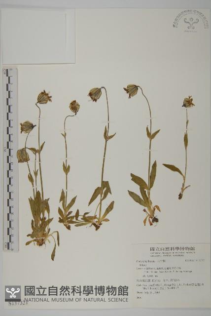 登錄號:S137321藏品圖，第1張