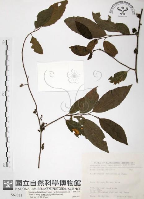 台灣山桂花藏品圖，第1張