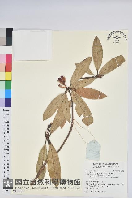 光柱杜鵑藏品圖，第1張