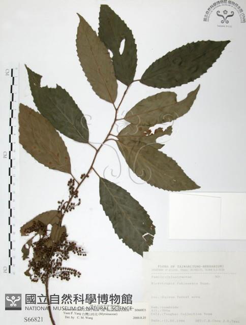 台灣山桂花藏品圖，第1張