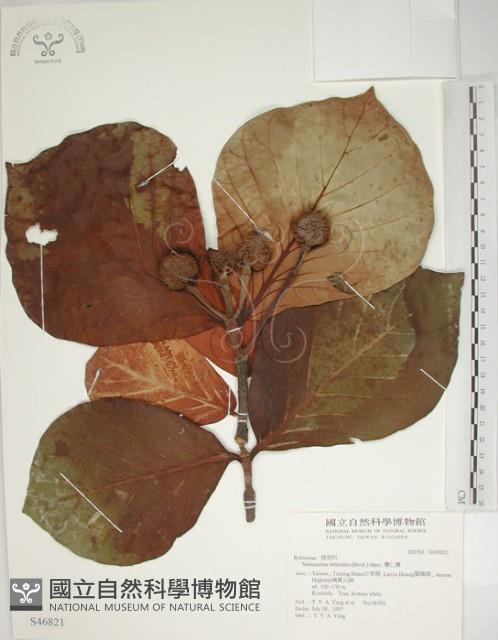 欖仁舅藏品圖，第1張