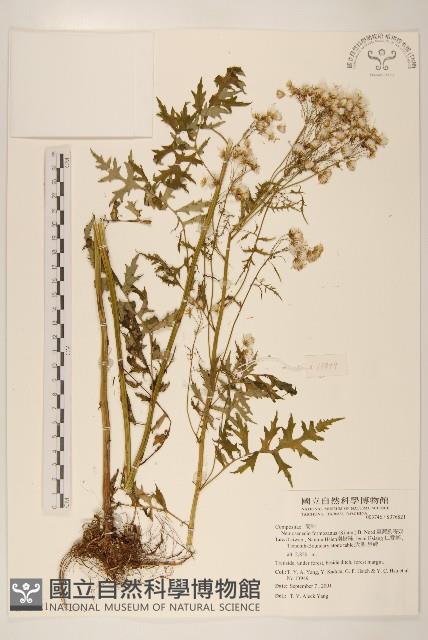 臺灣劉寄奴藏品圖，第1張