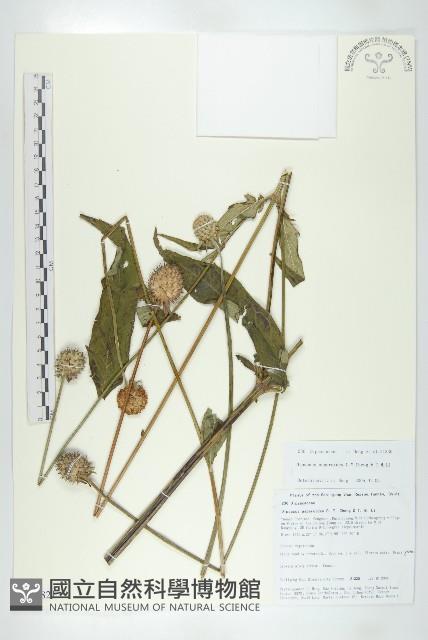 川續斷藏品圖，第1張