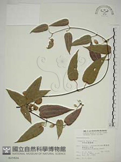 亨利氏鐵線蓮藏品圖，第1張