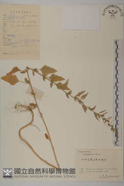 藜、灰藜藏品圖，第1張