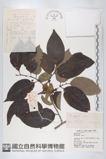 黑棗、君遷子藏品圖，第1張