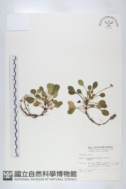 裂緣花藏品圖，第1張