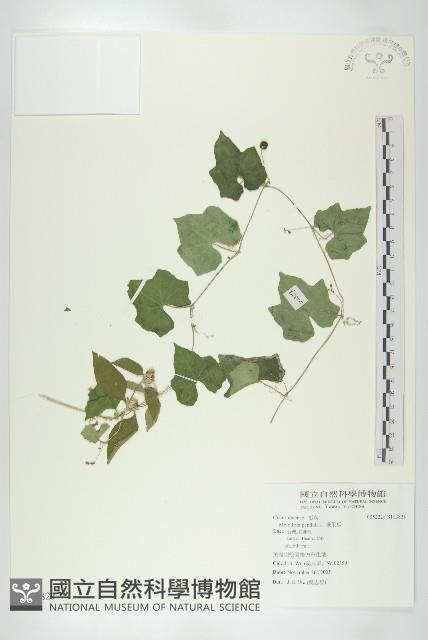 垂果瓜藏品圖，第1張