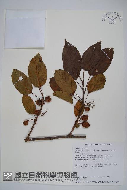 硬齒獼猴桃藏品圖，第1張