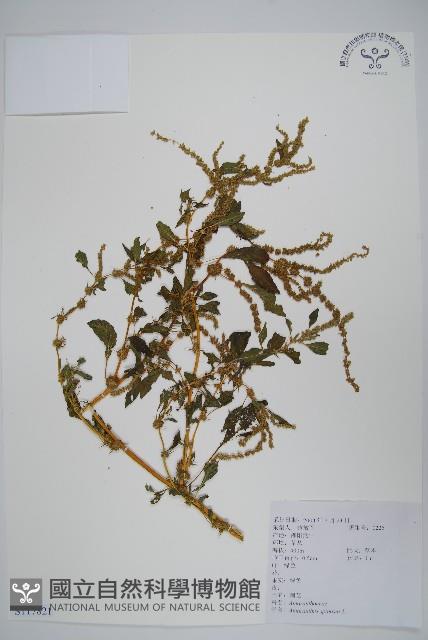 刺莧藏品圖，第1張