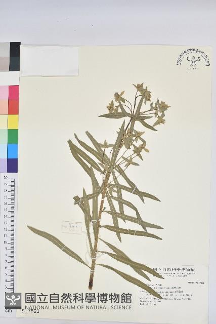 臺灣大戟藏品圖，第1張