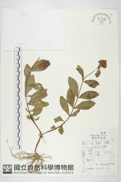 費菜藏品圖，第1張