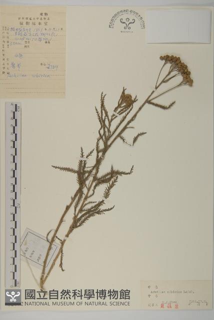 西伯利亞蓍藏品圖，第1張