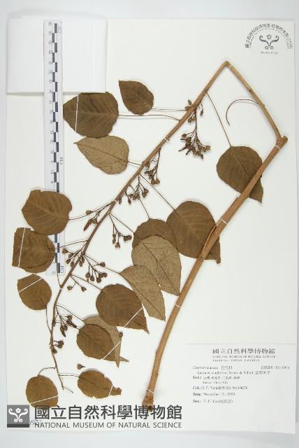 圓萼牽牛藏品圖，第1張