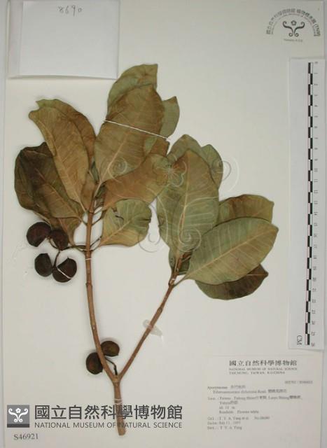 蘭嶼馬蹄花藏品圖，第1張