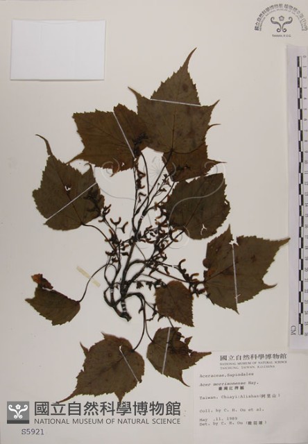 臺灣紅榨槭藏品圖，第1張