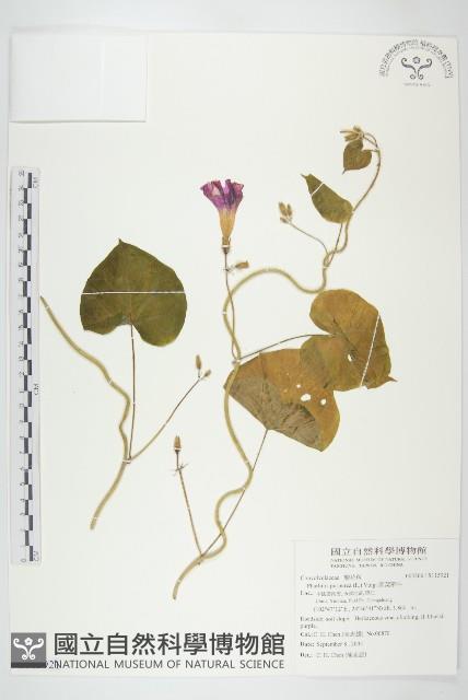 圓葉牽牛藏品圖，第1張