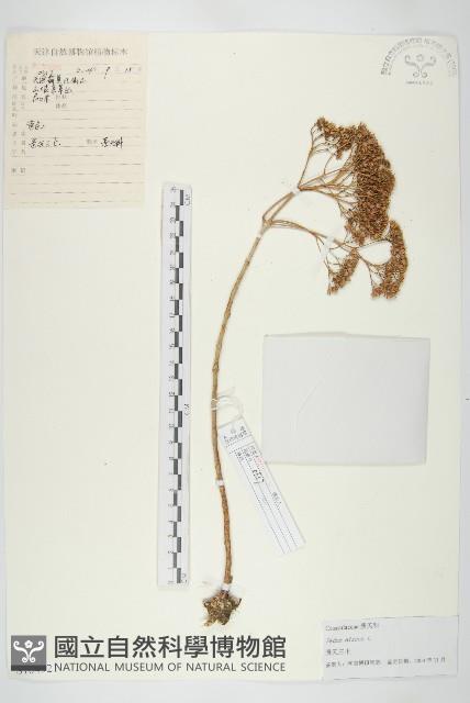 費菜藏品圖，第1張