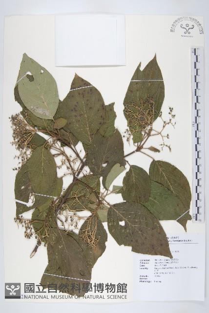 梜木藏品圖，第1張