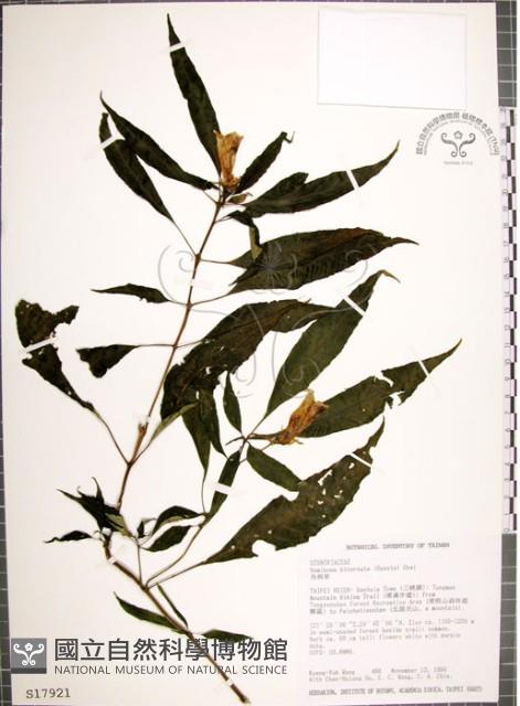 角桐草、台灣半蒴苣苔藏品圖，第1張