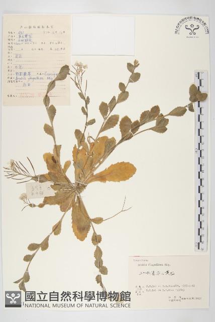 Accession Number:S057921 Collection Image, Figure 1, Total 6 Figures