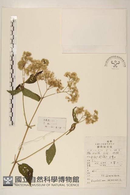 華澤蘭藏品圖，第1張