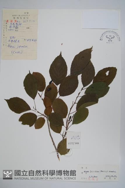 赤楊、臺灣赤楊、台北赤楊、水柯子、水柳柯藏品圖，第1張