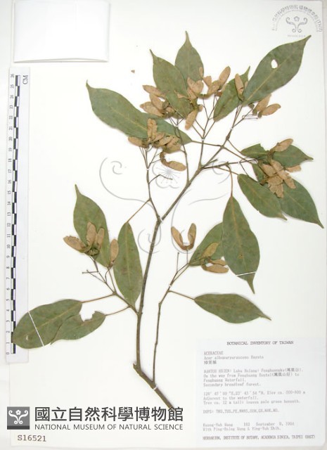 樟葉槭, 飛蛾子樹藏品圖，第1張