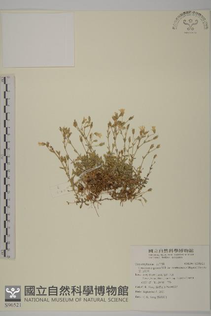 玉山卷耳藏品圖，第1張