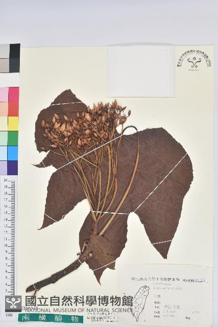 三年桐、光桐藏品圖，第1張