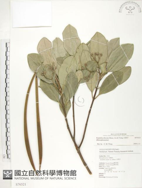 水筆仔藏品圖，第1張