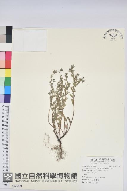 紫斑大戟藏品圖，第1張